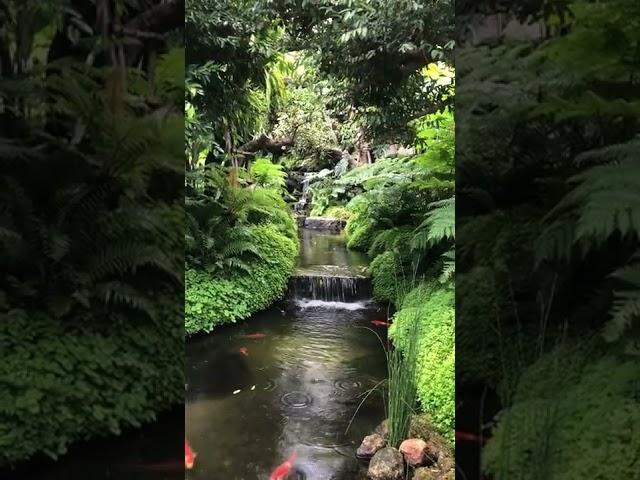 Cascades on Stream in Forest #forest #cascade #shorts Video by Graphyhope from Pexels