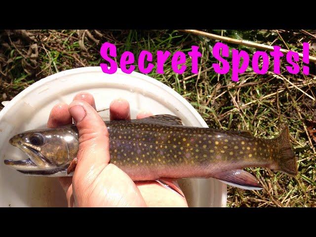 My secret Brook Trout spots - Fishing Urban Ontario