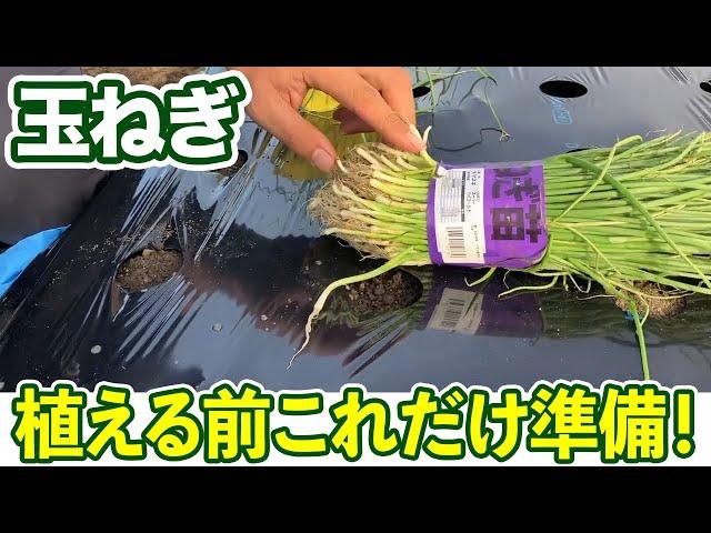 【玉ねぎ】植える直前に必ずこれらをやってから植えよう