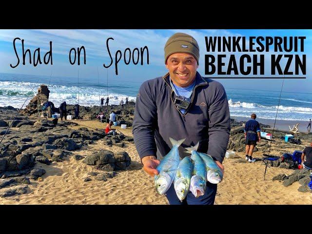 Catching Shad on Spoon at  Winklespruit Beach - Fishing in Durban KZN