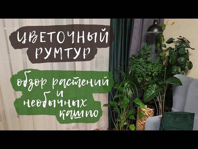 Цветочный румтур | Обзор растений и необычных кашпо