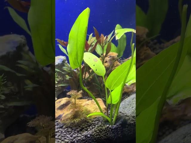 T p i #aquariumfish