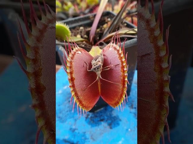 Venus Flytrap feeding time!