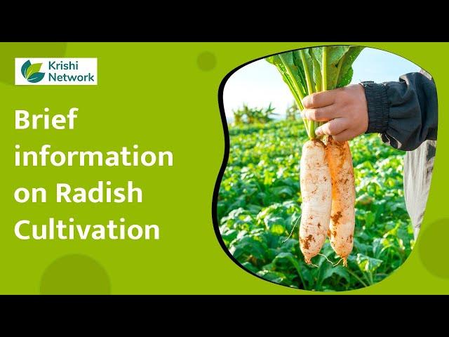 Radish Cultivation Part 1 | Information | | Krishi Network |