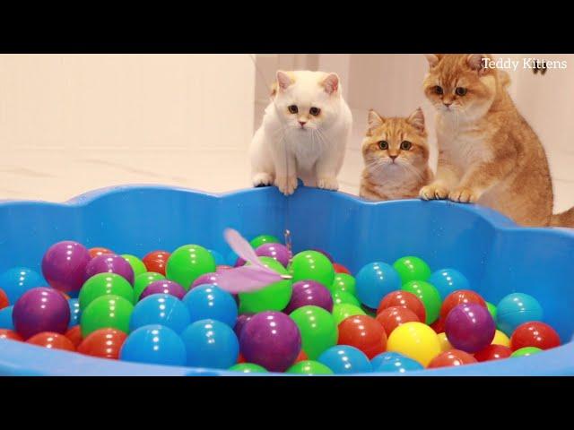 Funny Kittens and 200 Balls in a Ball Pit ! | Teddy Kittens