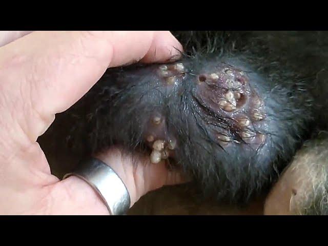 mangoworms  removal in dog puppy | removing mango worms in dog