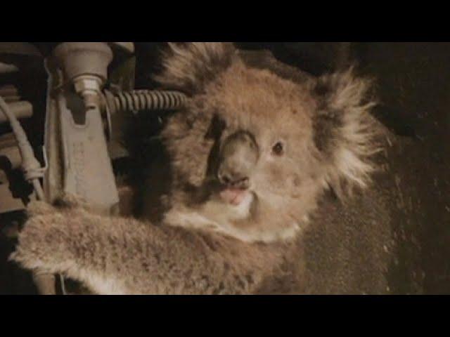 Koala Rescued After Getting Stuck in Car's Wheel Arch and Going on 10-Mile Drive