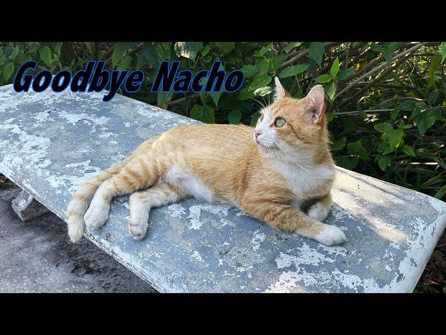 Goodbye Nacho