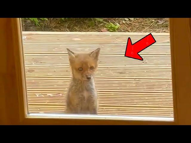 Baby fox stood in front of house for 2 hours begging people to save its trapped mother