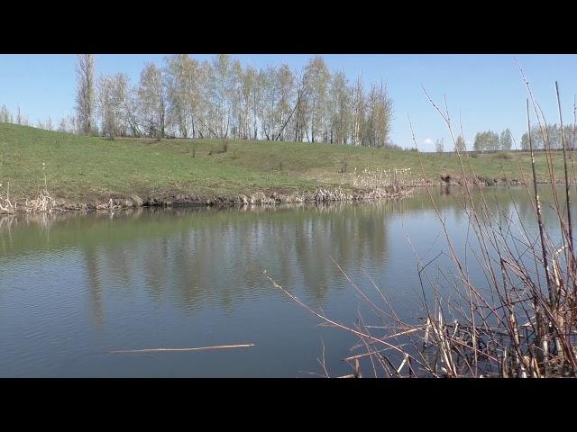 Красивое видео, природа зарисовки, пруд, озеро, вода ► пение птиц, релакс, медитация