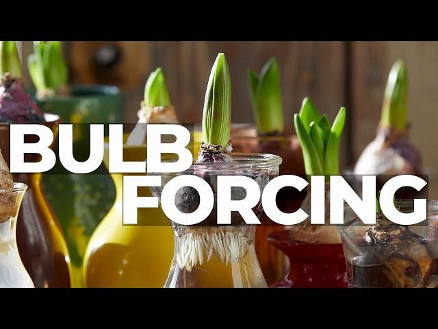 How to Force Hyacinth Bulbs