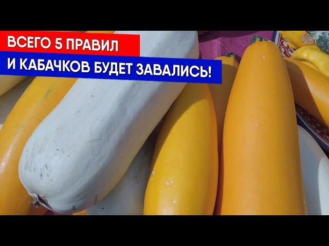 Всего 5 правил, и кабачков будет завались!