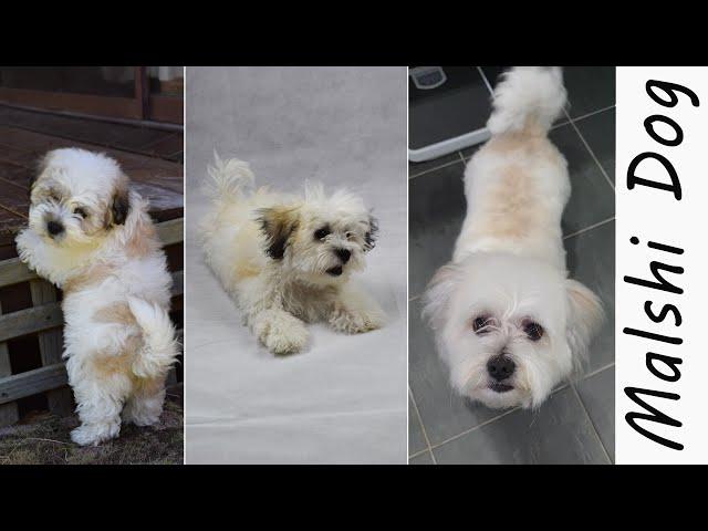 Puppy Dog Growing Up to Full Gown Adult Malshi Dog (Maltese Shih Tzu mix), Wookidog