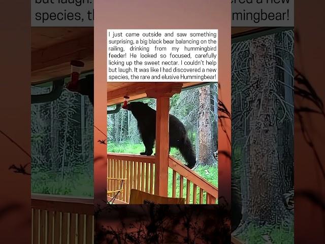 Big Black Bear Drinking From Hummingbird