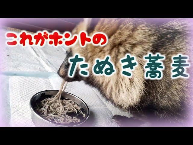 これが本当のたぬき蕎麦!(Tanuki eating soba)