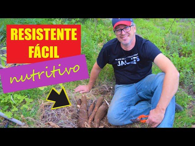 El arbusto más resistente y eficiente. Como sembrar yuca por estaca. Como es, cultivo y cosecha.