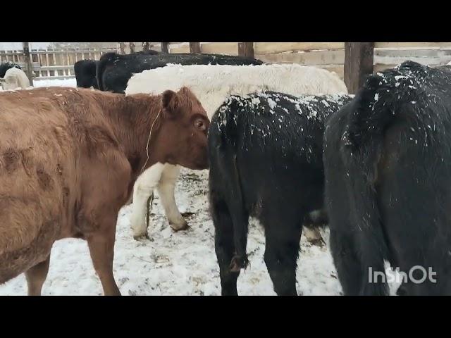 Управляюсь,празднуем день сельского хозяйства.