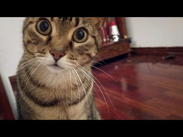 Cat notices human is an idiot. What he does next surprises everyone