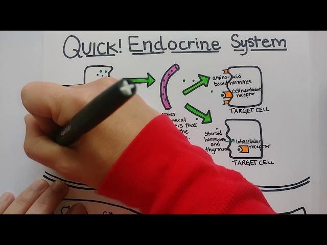 Endocrine System | Summary