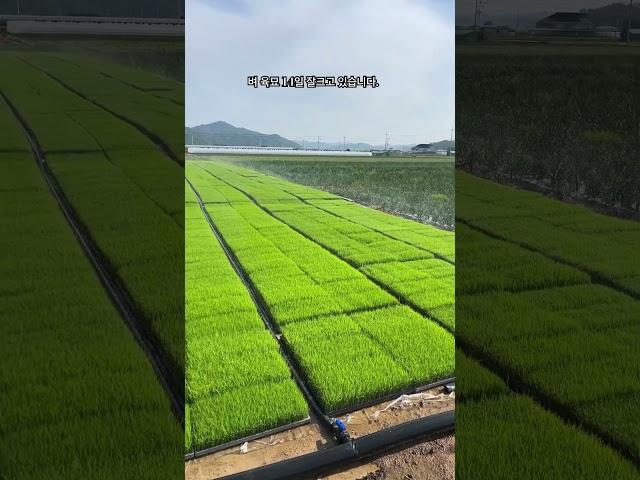 벼 육묘 14일 잘크고 있네요 처음에 누렇게 된곳도 있었지만 지금은 잘 자라고 있습니다. #벼 #육묘 #농부 #청년농부 #구독과좋아요 #automobile #farming