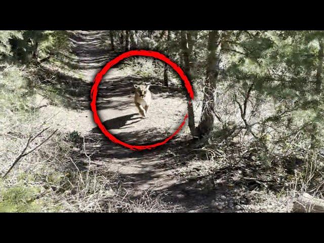 How Hiker Survived Being Stalked by a Mountain Lion