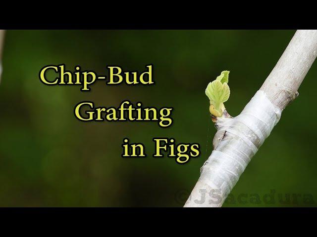 Grafting Fruit Trees | Chip-Bud Grafting Fig Trees | The easiest grafting technique there is