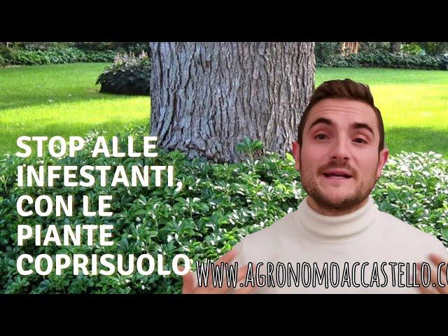 STOP ALLE ERBE INFESTANTI CON LE PIANTE COPRISUOLO