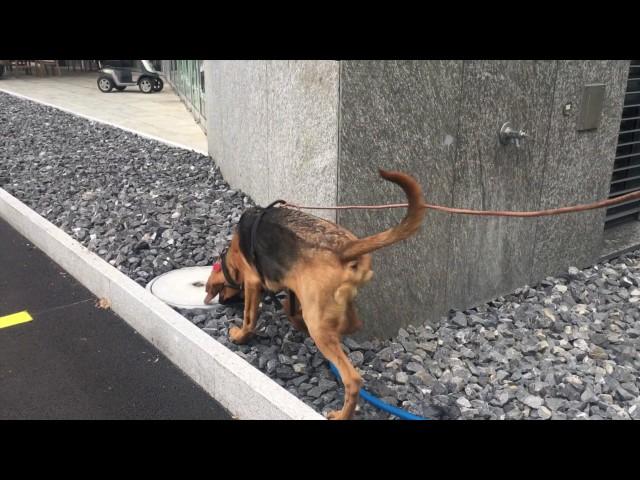 2016-10-29 K-9 Bruce & Mathias - trail in industrial estate