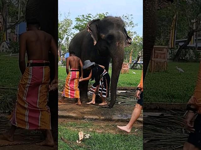 හීලෑම එයා ️!!  Sri Lanka Elephant | moment  2024  #shorts #srilanka #elephant