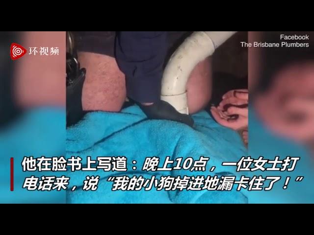 英新生小狗掉进下水管卡住 主人打电话给水管工求救