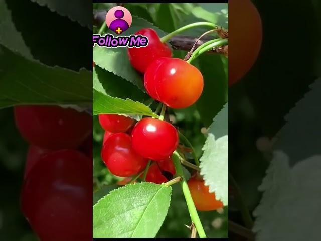 #cherry#cherry#yotubeshorts#shorts#foryou#sport#mychannel#agrivologs