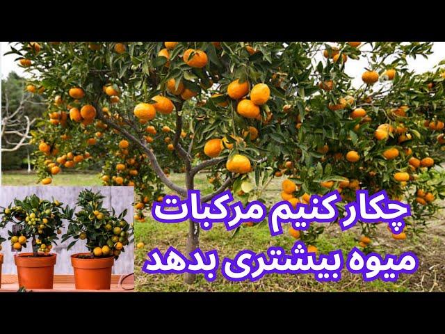 چکار کنیم درخت مرکبات سریعتر رشد کند و میوه های بیشتر و سالم بدهدبرای درخت گلدانی و باغ میوه