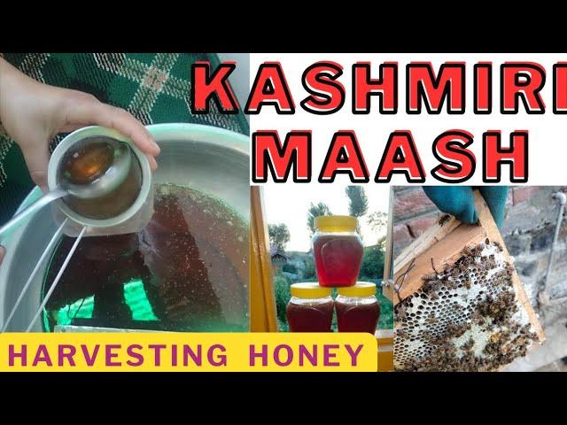 Honey kub or kis tarah nikla Maash   kashmiri  audio | When to harvest honey #harvesting #honey