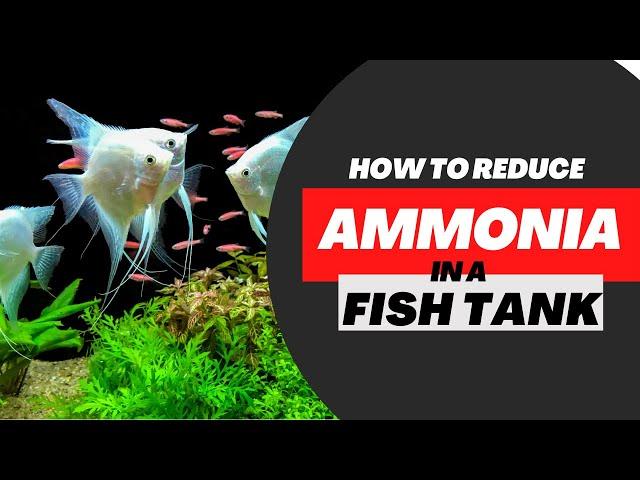 How To Reduce Ammonia In A Fish Tank FAST!! (10 Easy Steps)