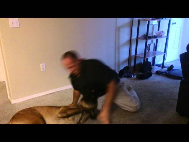 Wrestling with my English Mastiff puppy