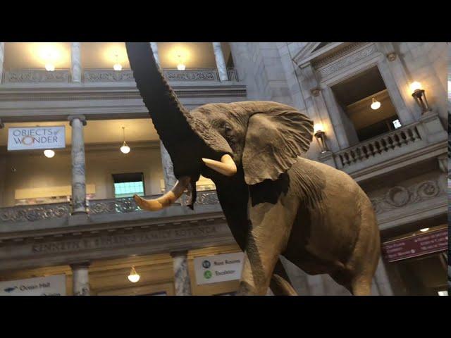 Natural History Museum - Wonders in National Museum of Natural History