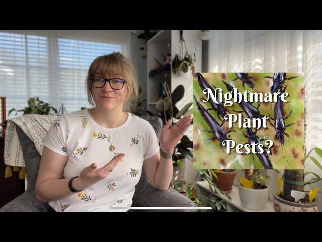 How to Get Rid of Houseplant Pests - I Found Thrips in My Plant Collection- Plant Chores