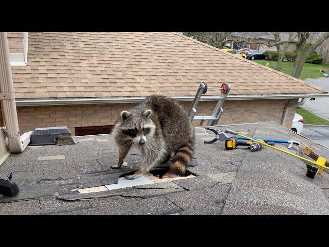 Very Protective Mother Raccoon Runs For Her Baby | Raccoon Removal From Attic