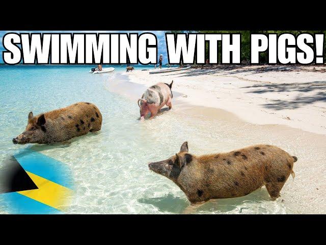 My CRAZIEST adventure yet?! Swimming with pigs  in the Bahamas!! 