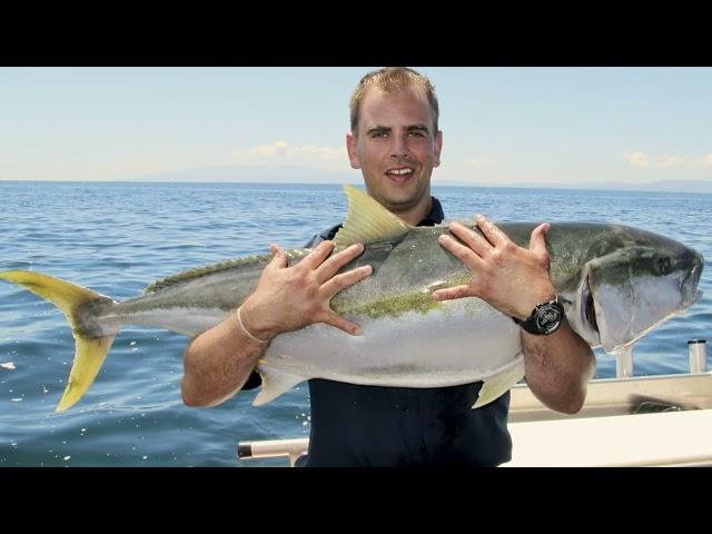 Fishing NZ How to live bait kingfish