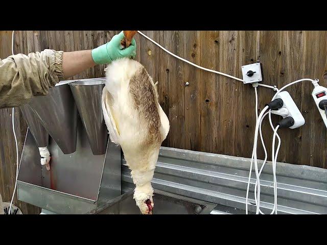 Ощип утки оборудованием компании МясТехМаш