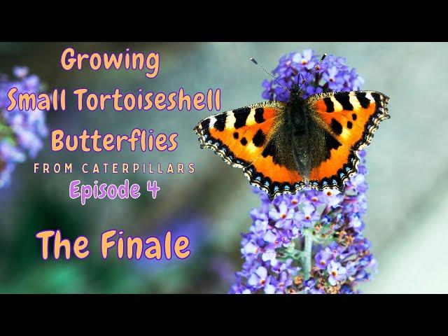 Small Tortoiseshell Butterflies - Transformation & Release