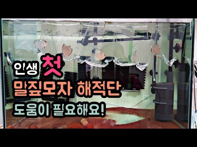 디스커스 키우기, 생애 첫 디스커스, Discus fish, Taengsunny, 탱써니물생활