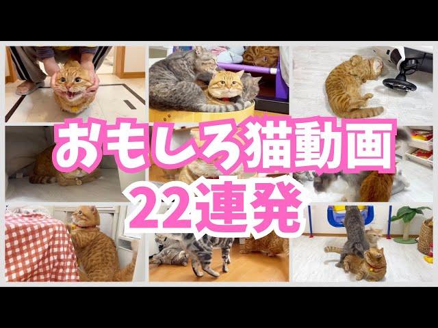 おもしろ猫動画22連発！ #猫 #猫動画