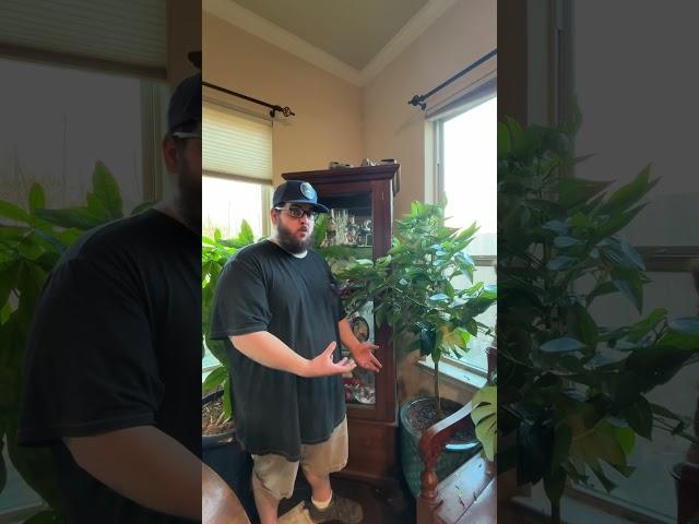 You Can Grow A Cinnamon Tree As A Houseplant