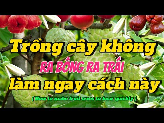 EP 190 : Trồng cây lâu năm không ra trái , đừng vội chặt bỏ hãy làm theo cách này ra trái quằn cây.