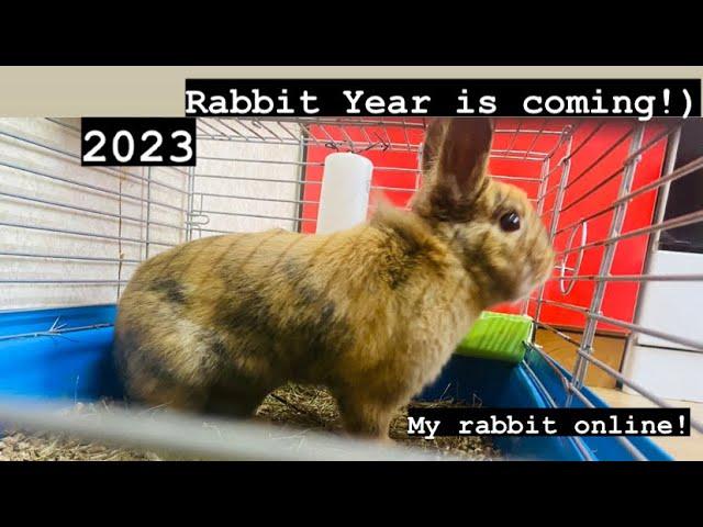 My Eating rabbit online and Story of my childhood in description!Show My symbol of the year 2023 now