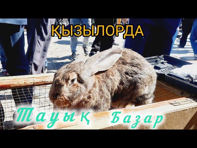 Қызылорда тауық базары жануарлар бағалары. 28.04.2024.