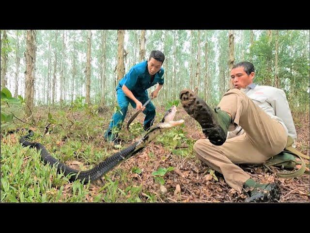 Suffocation. The moment two brave hunters confront the world's most ferocious king cobra.