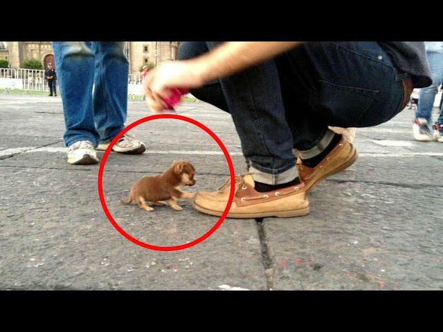 Top 10 Smallest Dogs in the World